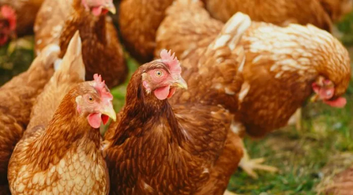 Según datos recientes, 19 países y territorios de las Américas han notificado más de 5,000 brotes de influenza aviar en animales desde 2022.