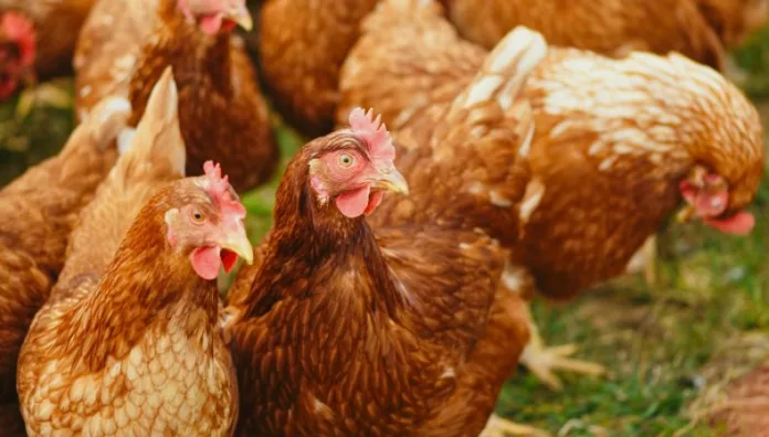 OPS: Según datos recientes, 19 países y territorios de las Américas han notificado más de 5,000 brotes de influenza aviar en animales desde 2022.