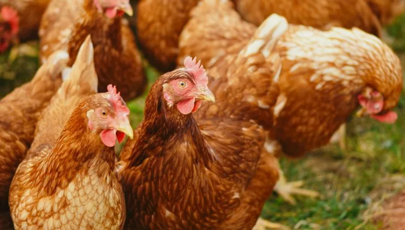 Según datos recientes, 19 países y territorios de las Américas han notificado más de 5,000 brotes de influenza aviar en animales desde 2022.