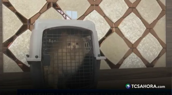 Los especialistas reiteran que es necesario que las mascotas se encuentren en buen estado para evitar contratiempos durante el viaje.