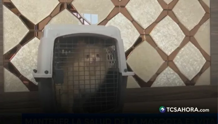 ¿Planeas viajar y llevar a tu mascota ¡Tienes que leer esto! Los especialistas reiteran que es necesario que las mascotas se encuentren en buen estado para evitar contratiempos durante el viaje.