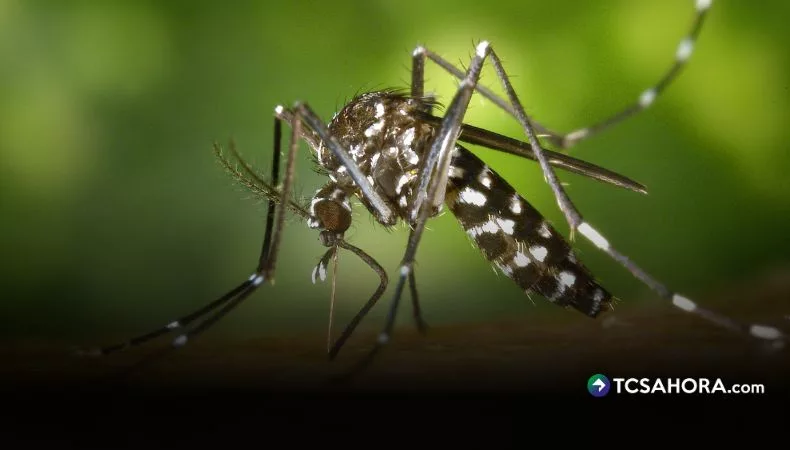 El Salvador reporta menos casos de dengue en 2025 En 2025, el país registra un descenso marcado en los casos de dengue, de acuerdo con los datos del boletín epidemiológico del Ministerio de Salud.