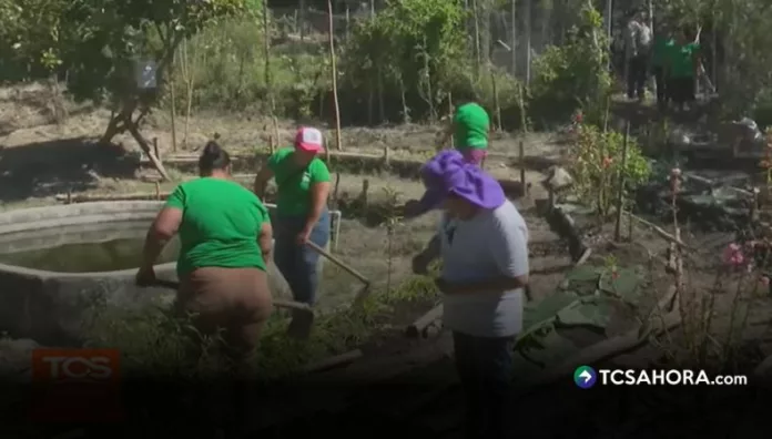 Mujeres de Santa Cruz Michapa apuestan por la agricultura en estilo mandala En el distrito Santa Cruz Michapa, un grupo de mujeres ha encontrado en la agricultura una forma de mejorar su alimentación y fortalecer la economía familiar.