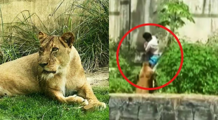 Un joven de 19 años murió tras ser atacado por una leona después de ingresar a su jaula en un zoológico de Brasil.