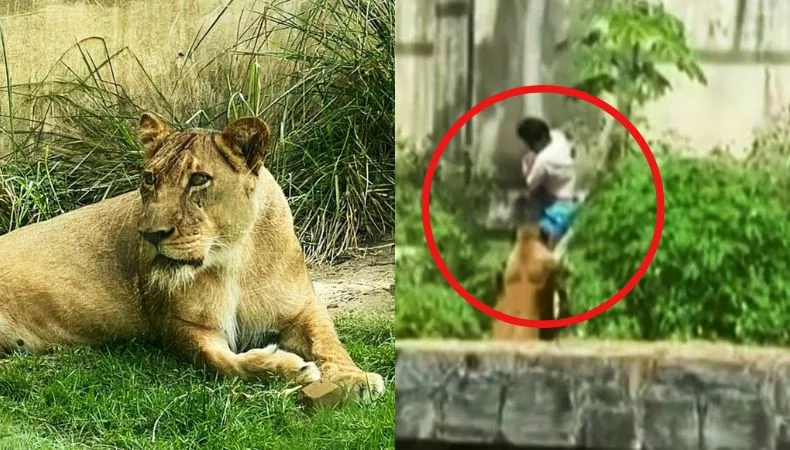 Un joven de 19 años murió tras ser atacado por una leona después de ingresar a su jaula en un zoológico de Brasil.