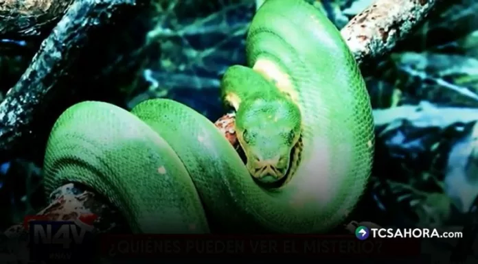 Cuando cae la noche, un árbol de amate en Antiguo Cuscatlán se convierte en el centro de una historia marcada por el misterio.