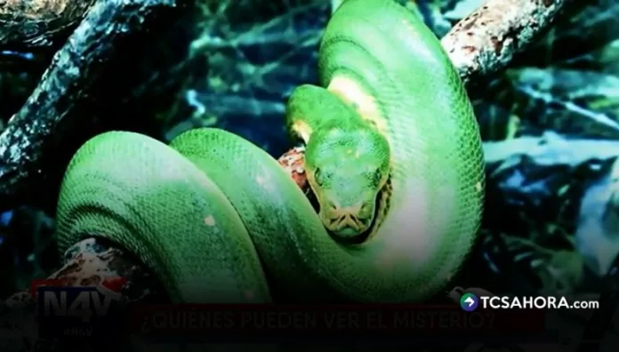 La serpiente del amate el enigma nocturno de Antiguo Cuscatlán Cuando cae la noche, un árbol de amate en Antiguo Cuscatlán se convierte en el centro de una historia marcada por el misterio.