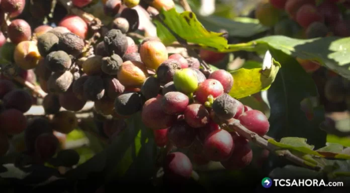 La antracnosis afecta fincas de pequeños y medianos caficultores, donde las lluvias y la alta humedad elevan el riesgo para la producción.