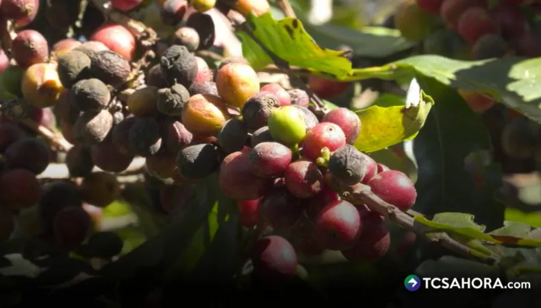 ¿Qué es la antracnosis y qué plantaciones afecta?