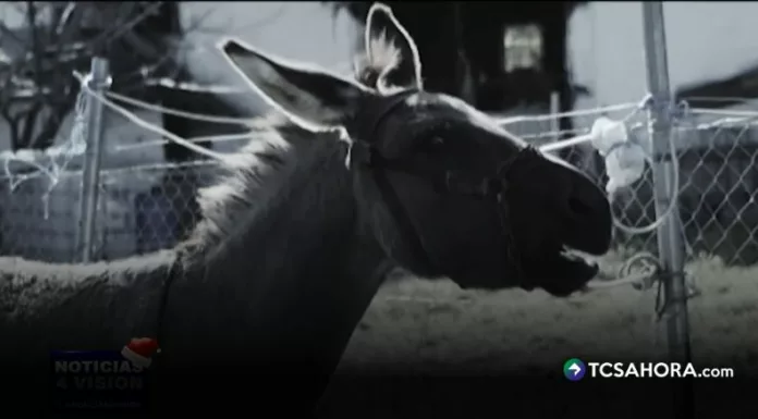 La “Cuesta del Burro” en Cojutepeque guarda un antiguo misterio: la leyenda del burro atrapado por el diablo que sigue viva entre quienes la cruzan.