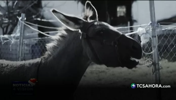 La Cuesta del Burro donde el diablo dejó su rastro en Cojutepeque La “Cuesta del Burro” en Cojutepeque guarda un antiguo misterio: la leyenda del burro atrapado por el diablo que sigue viva entre quienes la cruzan.