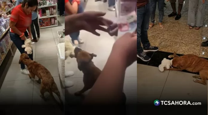 Un gesto de solidaridad permitió que un perrito callejero en Mérida obtuviera un peluche, conmoviendo a usuarios en redes sociales.