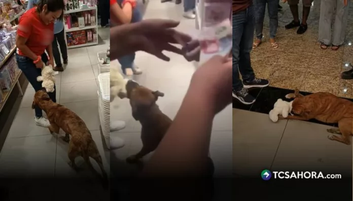 Un gesto de solidaridad permitió que un perrito callejero en Mérida obtuviera un peluche, conmoviendo a usuarios en redes sociales.