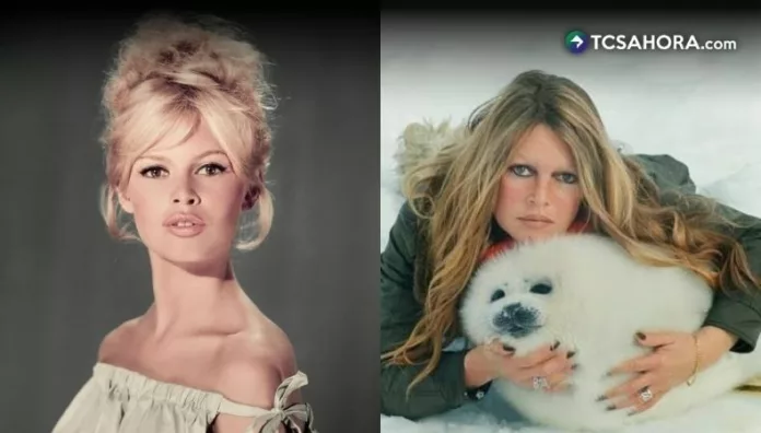 Fallece Brigitte Bardot, ícono del cine francés y defensora de los animales La estrella del cine francés y defensora de los animales, Brigitte Bardot, falleció este domingo a los 91 años.