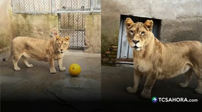 Con sus patas más cortas de lo habitual y su carácter amigable, el león “Corgi” se roba las miradas en un zoológico de China y en redes sociales.