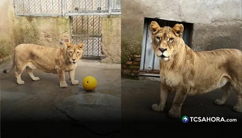 «Corgi»: el león de patas cortas que acapara la atención en China