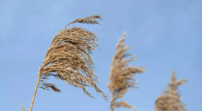 Según el pronóstico del clima, para las próximas horas continuará la presencia de Vientos Nortes sobre el territorio salvadoreño.