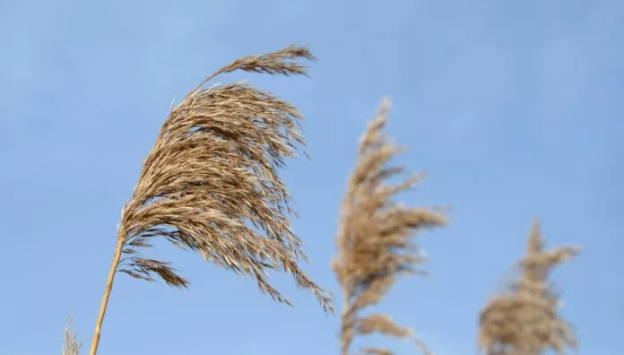 Vientos Nortes continuarán este 31 de diciembre Según el pronóstico del clima, para las próximas horas continuará la presencia de Vientos Nortes sobre el territorio salvadoreño.