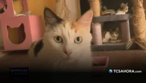 Reportan aumento de casos de panleucopenia felina en el país El país enfrenta un aumento de casos de panleucopenia felina, una enfermedad altamente contagiosa que pone en riesgo la vida de los gatos.