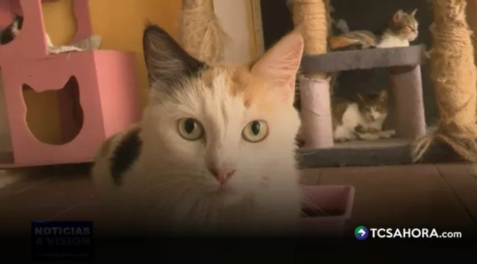 El país enfrenta un aumento de casos de panleucopenia felina, una enfermedad altamente contagiosa que pone en riesgo la vida de los gatos.