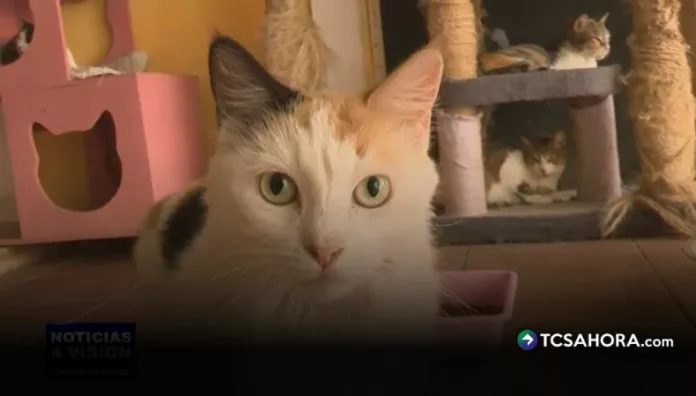 Reportan aumento de casos de panleucopenia felina en el país El país enfrenta un aumento de casos de panleucopenia felina, una enfermedad altamente contagiosa que pone en riesgo la vida de los gatos.