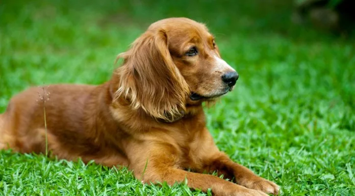 Reconocer a tiempo las señales de la vejez en los perros es fundamental para mejorar su calidad de vida y prevenir enfermedades.