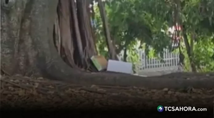 Residentes de la colonia Centroamérica en San Salvador denunciaron que en los últimos días han abandonado varios gatos muertos.