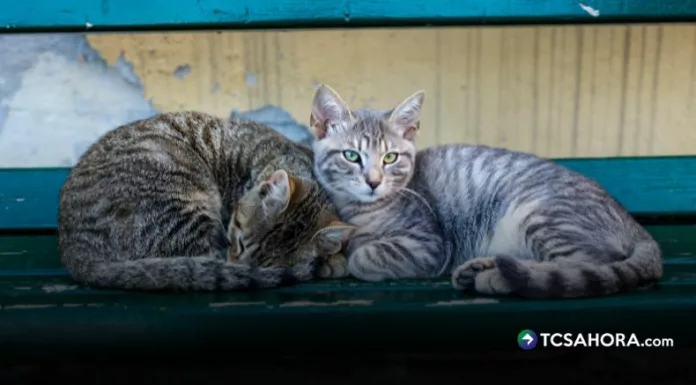 El virus de panleucopenia felina solo afecta a gatos y se detecta de 2 a 7 días. La vacunación y protocolos de desinfección son claves.