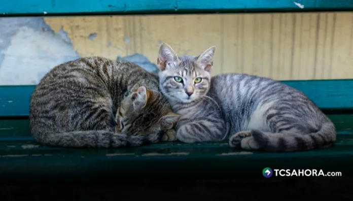 Vacunación, clave para prevenir el virus de la panleucopenia felina El virus de panleucopenia felina solo afecta a gatos y se detecta de 2 a 7 días. La vacunación y protocolos de desinfección son claves.