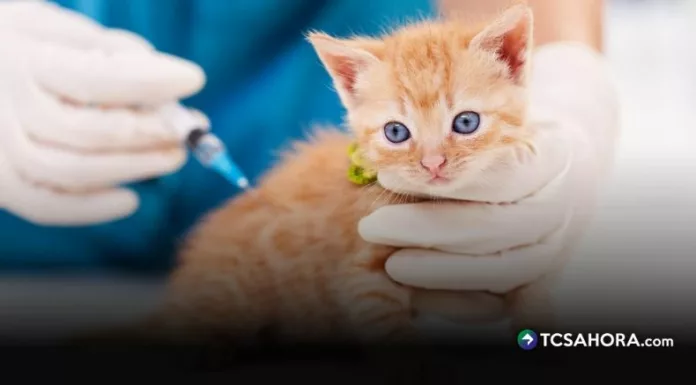 Los casos de panleucopenia felina aumentan y la escasez de vacunas eleva su precio, según alertaron médicos veterinarios.