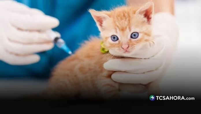 Veterinarios alertan por escasez de vacunas contra la panleucopenia felina Los casos de panleucopenia felina aumentan y la escasez de vacunas eleva su precio, según alertaron médicos veterinarios.