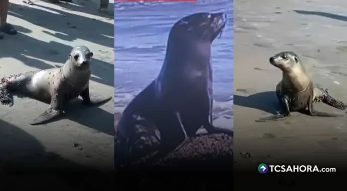 La inusual aparición de un león marino captó la atención de turistas y vecinos en la playa El Espino, del distrito de Jucuarán, Usulután Este.