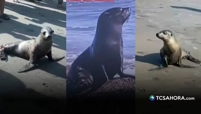 León marino aparece en la playa El Espino, Usulután La inusual aparición de un león marino captó la atención de turistas y vecinos en la playa El Espino, del distrito de Jucuarán, Usulután Este.