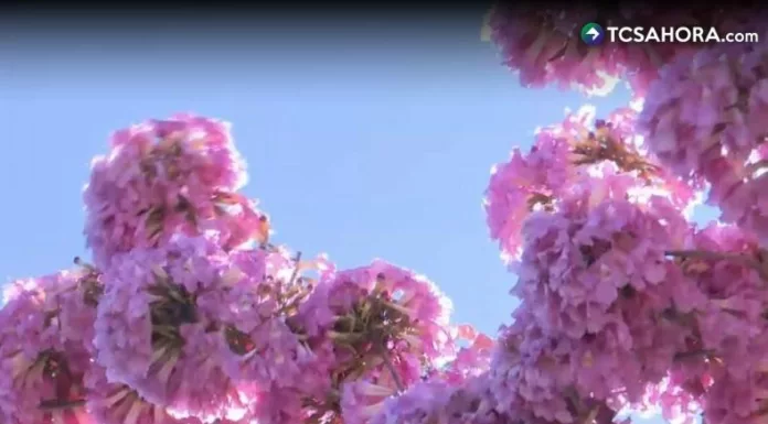 El Maquilishuat ha comenzado a florecer y a pintar de rosado el paisaje salvadoreño. Pero ¿de dónde proviene su nombre?