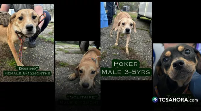 La policía del condado de Lee descubrió en Beauregard 29 perros muertos en el jardín y 24 vivos en grave estado de desnutrición dentro de una vivienda.