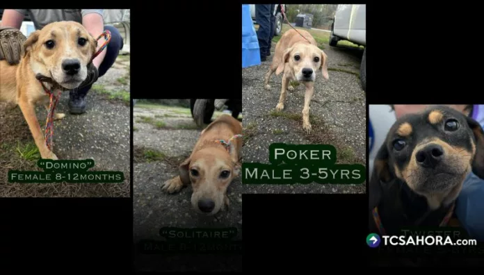 Crueldad animal en Alabama descubren decenas de perros abandonados y desnutridos La policía del condado de Lee descubrió en Beauregard 29 perros muertos en el jardín y 24 vivos en grave estado de desnutrición dentro de una vivienda.