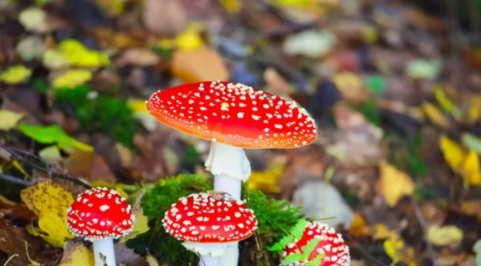 California enfrenta desde hace unas semanas un brote de intoxicación por hongos venenosos que ya ha causado fallecidos.