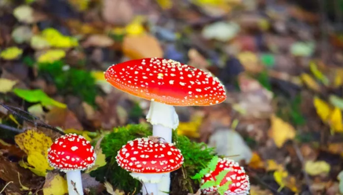 California enfrenta brote mortal por hongos venenosos California enfrenta desde hace unas semanas un brote de intoxicación por hongos venenosos que ya ha causado fallecidos.