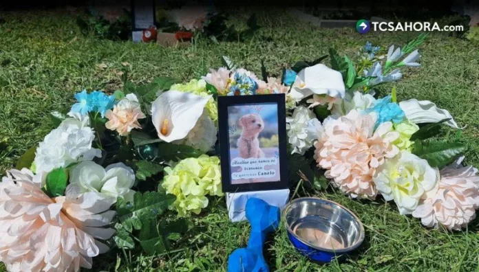Alcaldía de San Salvador ofrece un espacio para honrar y enterrar a las mascotas La alcaldía de San Salvador habilitó dos áreas en el Cementerio La Bermeja para el entierro de mascotas.