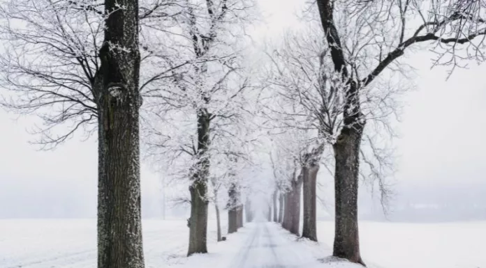 Las alertas llegan a más de un millón de conductores debido a nevadas intensas y un frente frío que afectan a varios estados.