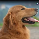 Rehabilitación ayuda a mejorar la calidad de vida de los perros