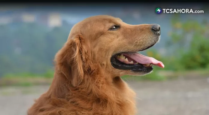 La rehabilitación está indicada para una amplia variedad de condiciones que enfrentan los perros a lo largo de su vida.