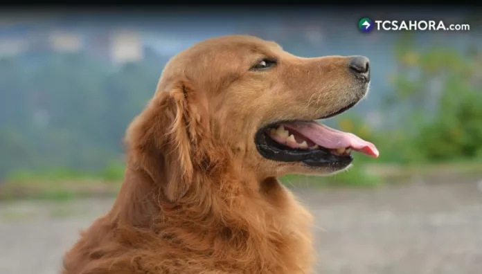 Rehabilitación ayuda a mejorar la calidad de vida de los perros La rehabilitación está indicada para una amplia variedad de condiciones que enfrentan los perros a lo largo de su vida.