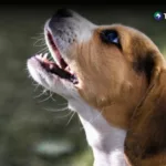 Qué hay detrás del comportamiento inusual de los perros