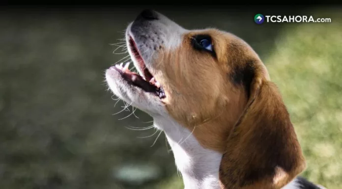 El comportamiento de los perros, cuando ladran sin razón o fijan la mirada en el vacío, sigue despertando dudas sobre lo que realmente perciben.