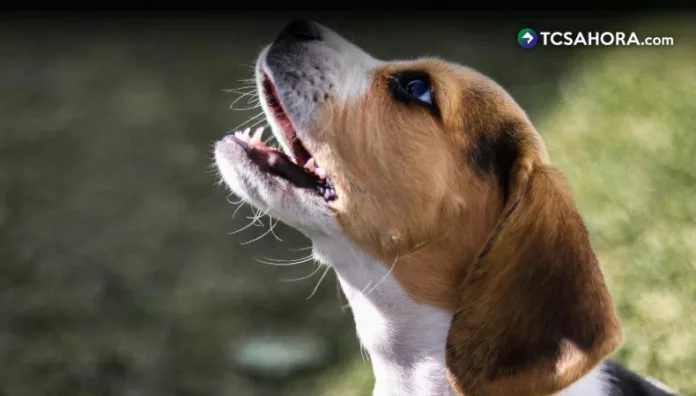 Qué hay detrás del comportamiento inusual de los perros El comportamiento de los perros, cuando ladran sin razón o fijan la mirada en el vacío, sigue despertando dudas sobre lo que realmente perciben.