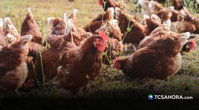Calor extremo impacta a las aves de corral durante la temporada seca