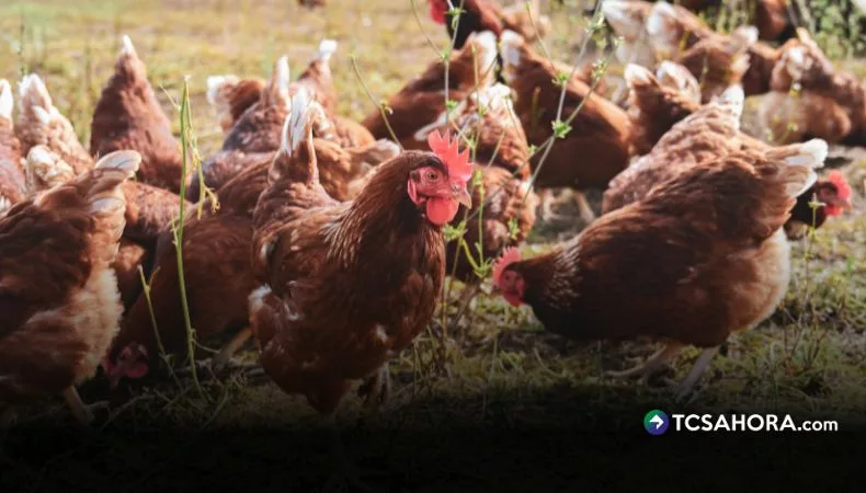 Calor extremo impacta a las aves de corral durante la temporada seca