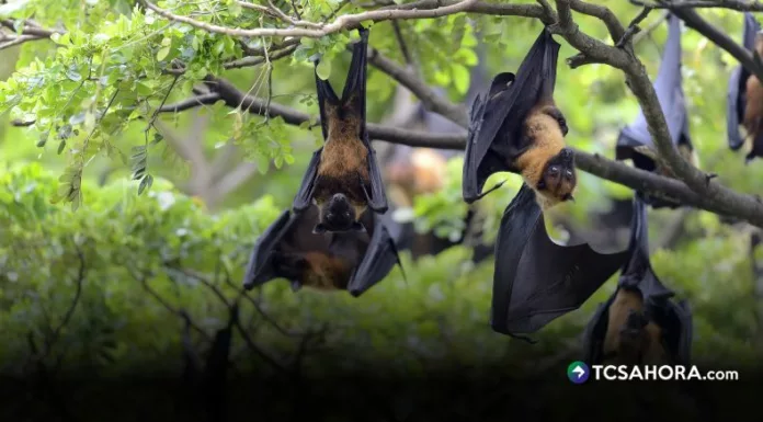 India confirmó cinco casos de virus Nipah, una infección mortal que se transmite de murciélagos y cerdos a las personas.