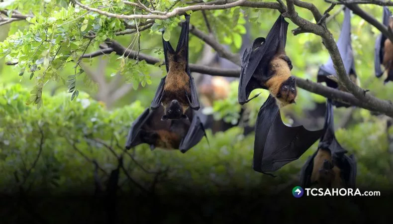 Alertan por brote del virus Nipah en India
